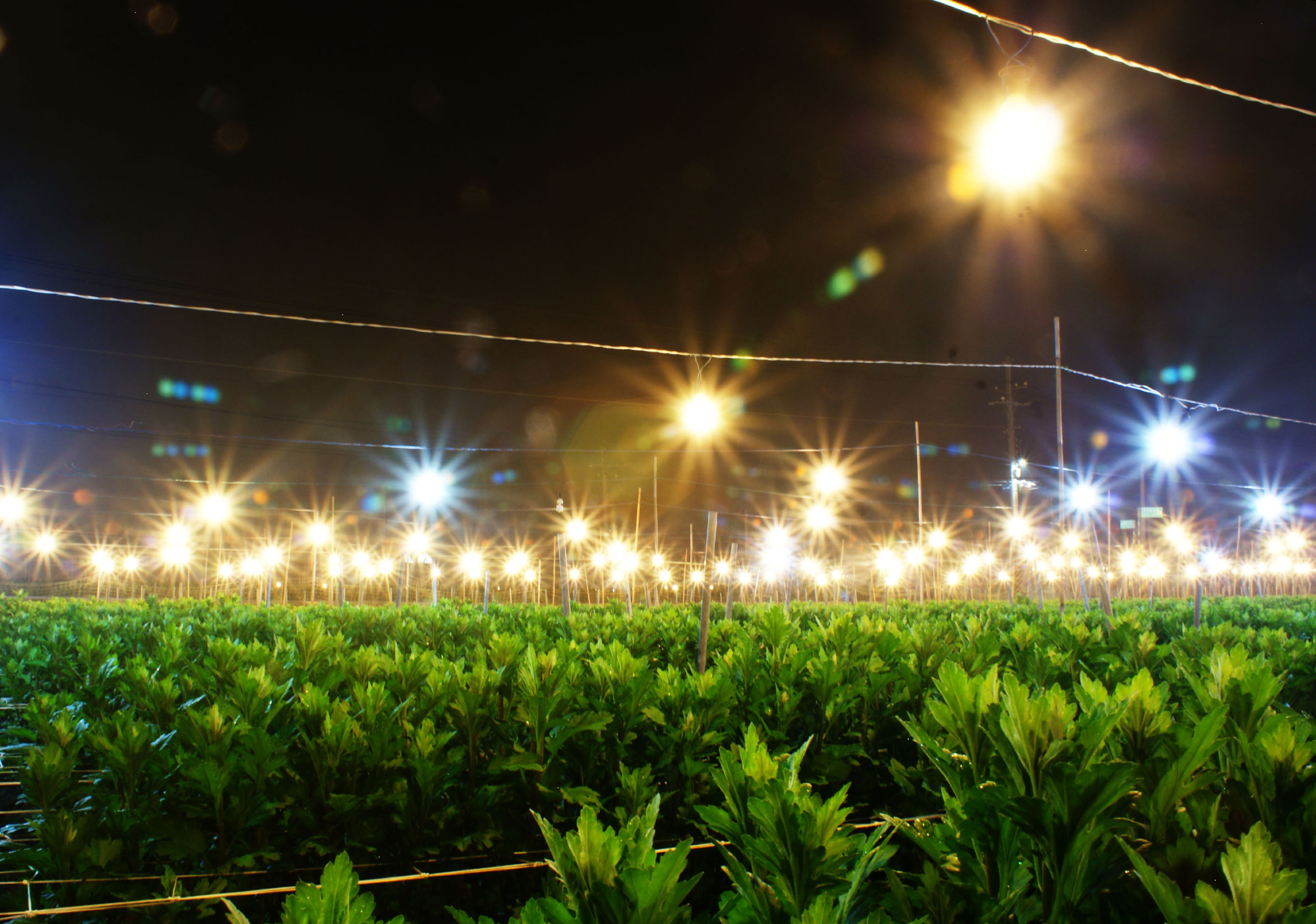 永靖菊花苗圃電照菊