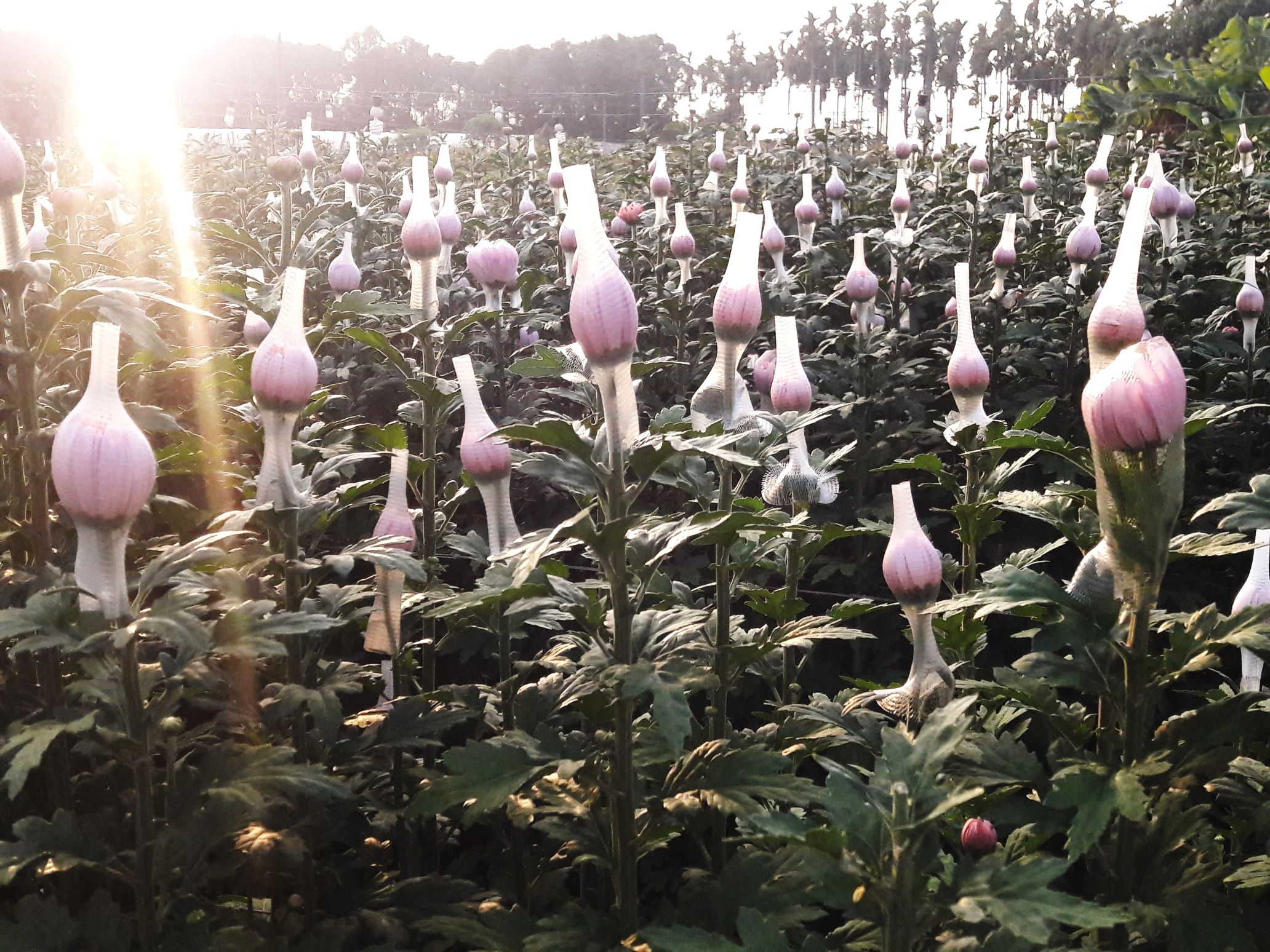 永靖菊花苗圃含苞待放的菊花