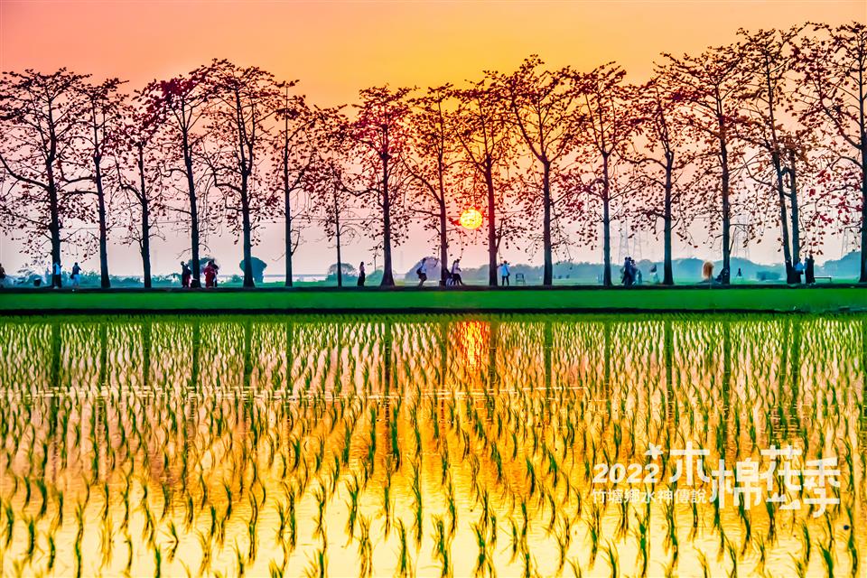水神傳說木棉花攝影比賽得獎作品【優選】李怡諄-夕陽
