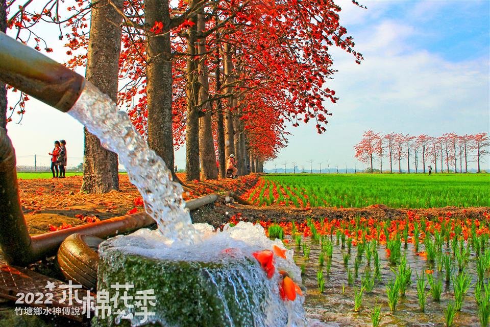 水神傳說木棉花攝影比賽得獎作品【優選】許育綸-田間木棉映美景