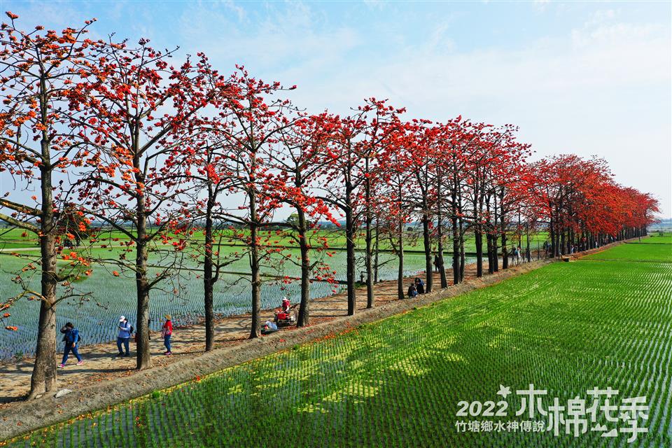 水神傳說木棉花攝影比賽得獎作品【優選】李伯軒-木棉花道之美