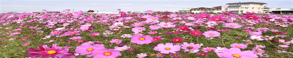 人民團體補助專區形象圖