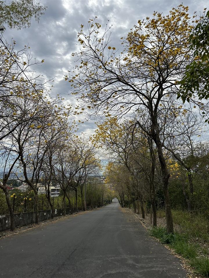 彰化二水~2024坑內坑森林步道，黃花風鈴木隧道最新花況1130219花況