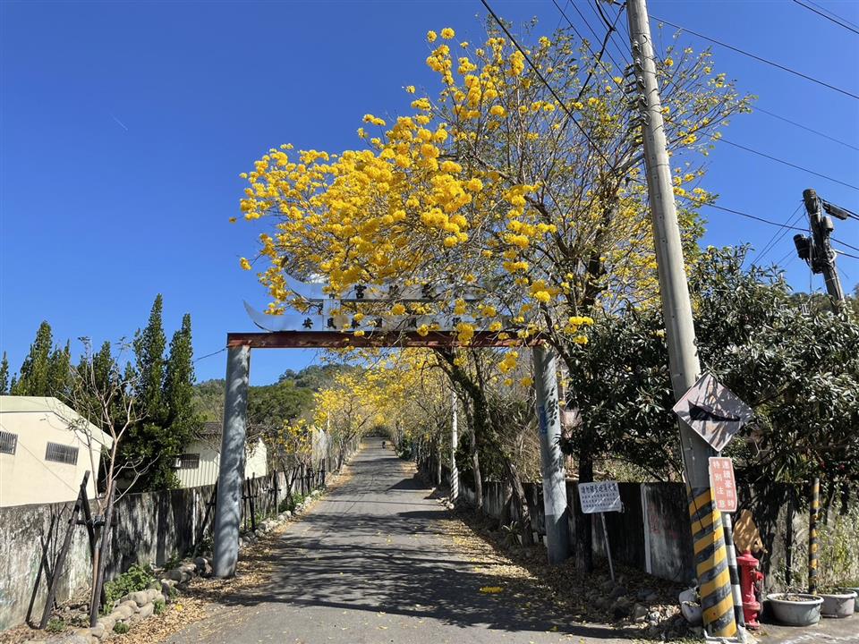 彰化二水~2024坑內坑森林步道，黃花風鈴木隧道最新花況1130221花況