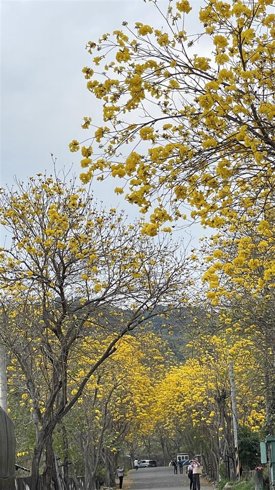 彰化二水~2024坑內坑森林步道，黃花風鈴木隧道最新花況1130227花況01