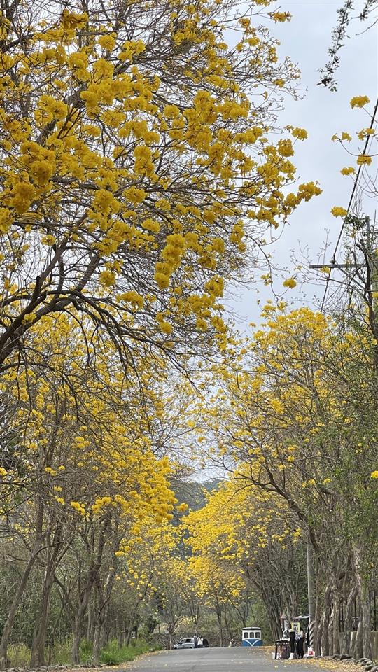 彰化二水~2024坑內坑森林步道，黃花風鈴木隧道最新花況0227花況02