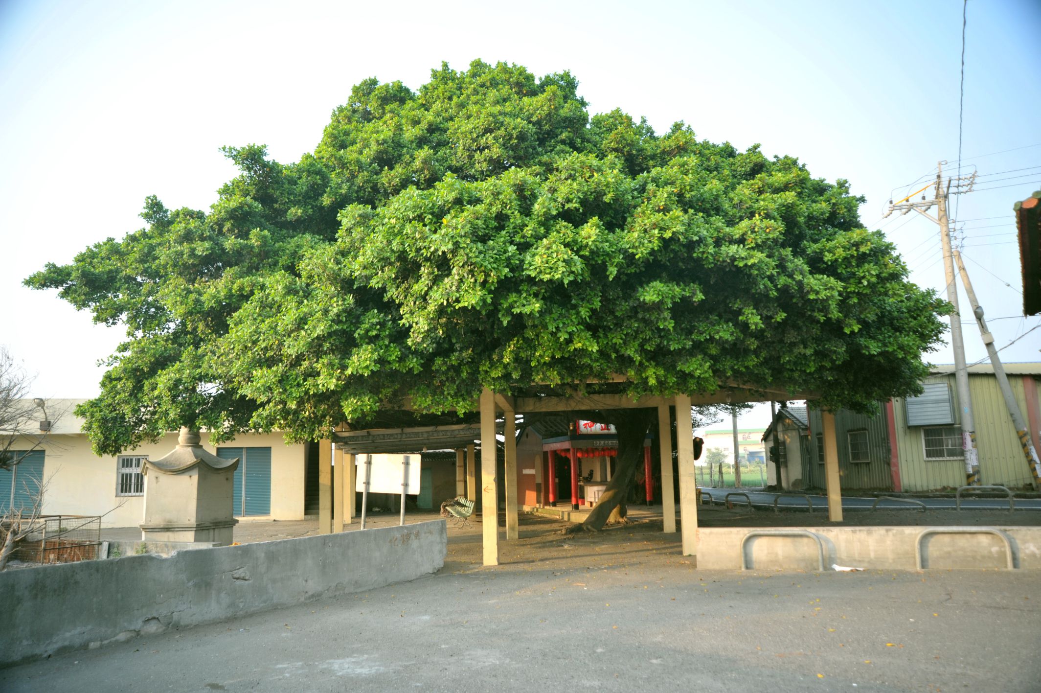 麥厝村麥厝村福德正神祠老榕樹