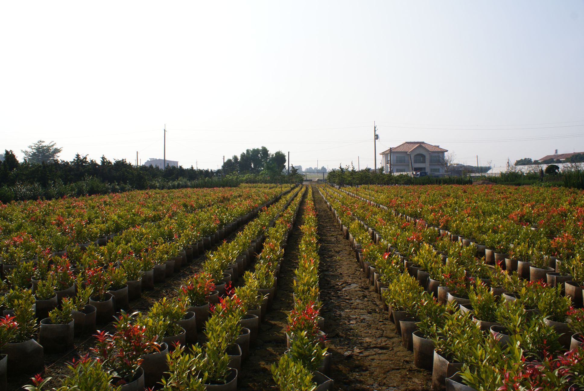 果苗花卉園藝之鄉在地苗圃展現不一樣的農村風情。